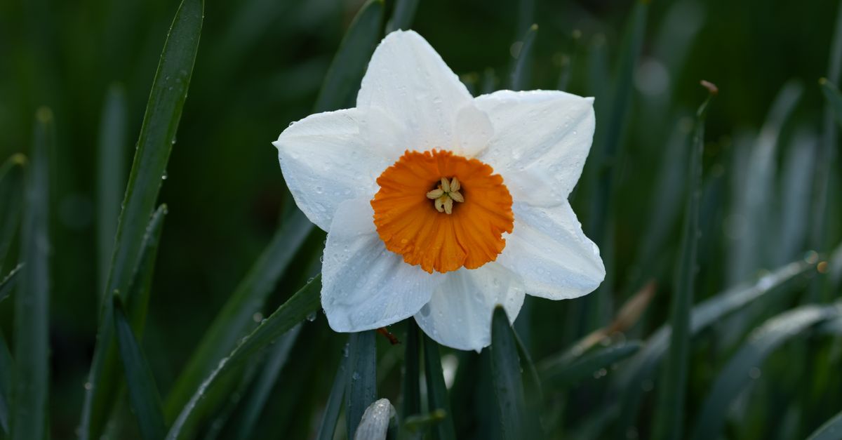 birth flower by month april