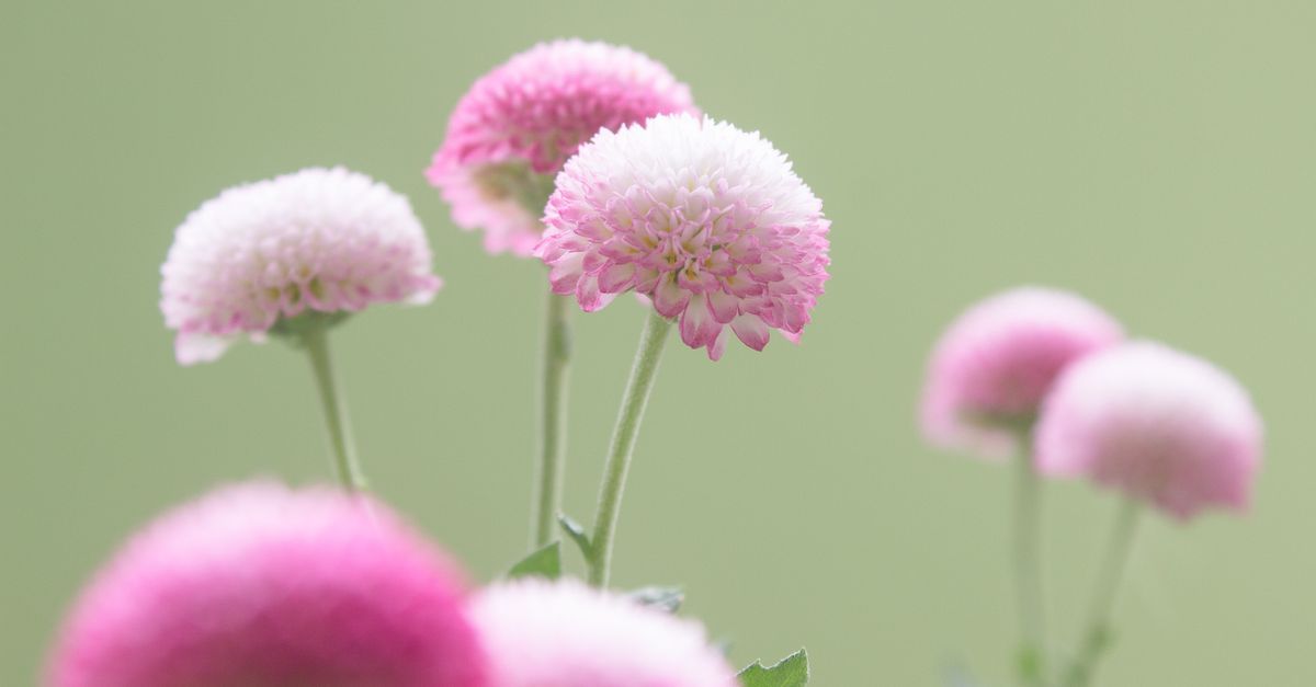 birth flower by month in india