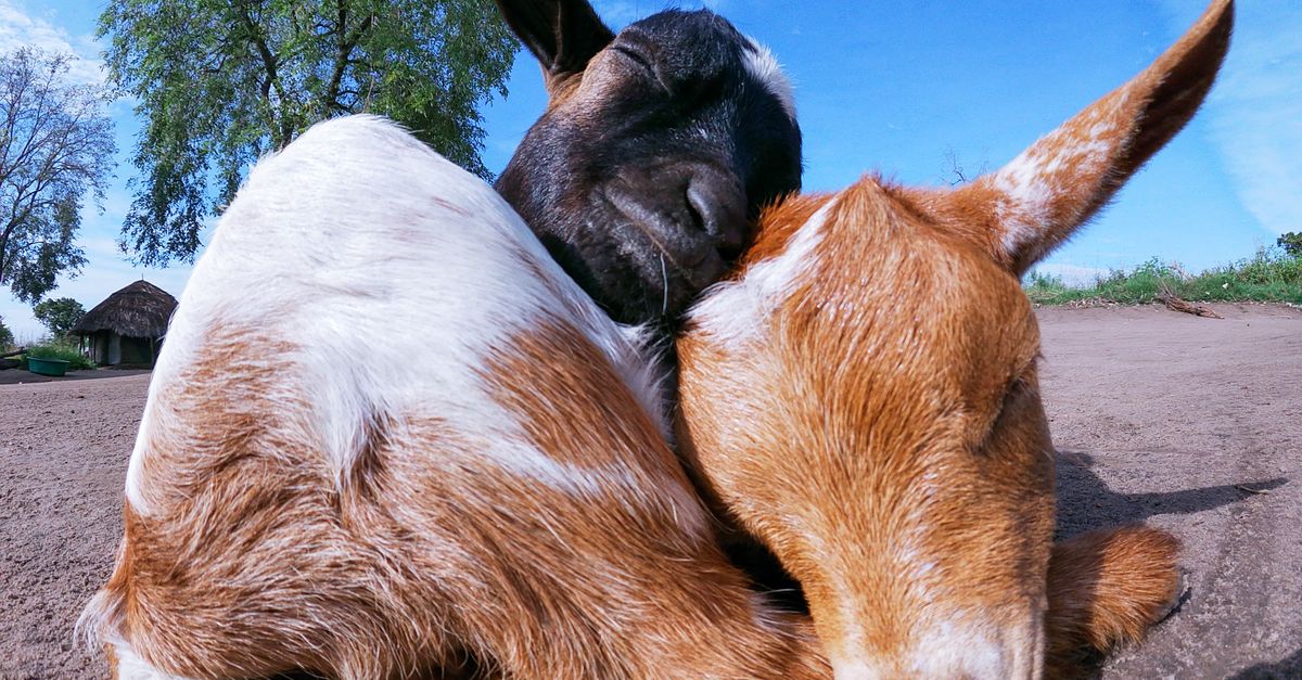 chinese zodiac compatibility for goat