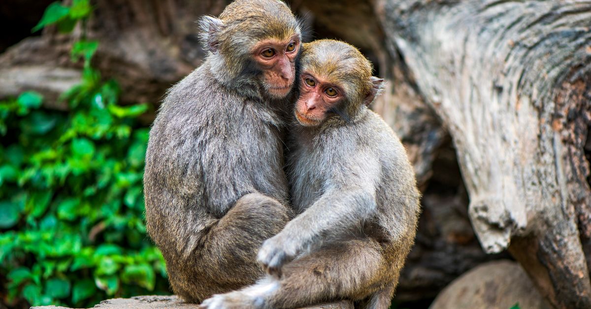 chinese zodiac compatibility for monkey