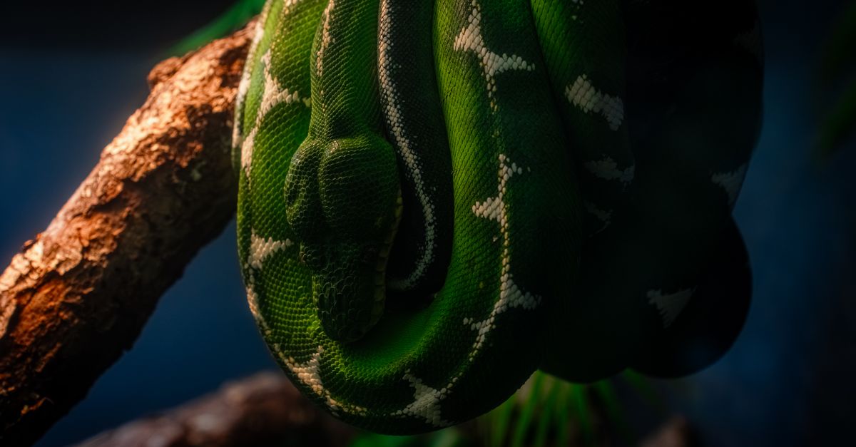 how to convert image to base64 python
