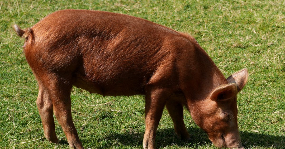 convert pig latin to english