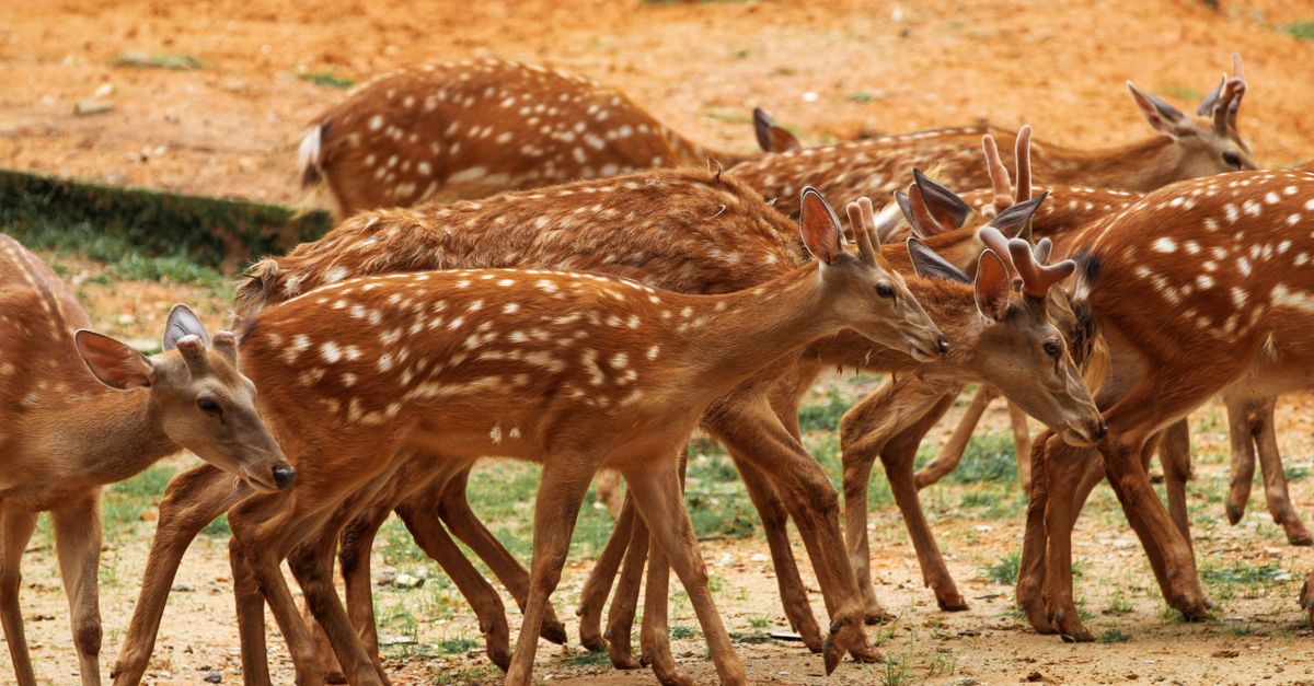 does creature inheritance game simulate genetics or real animal breeding