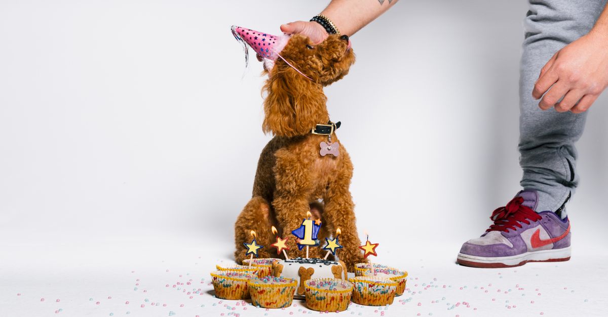 how to calculate dog age in dog years