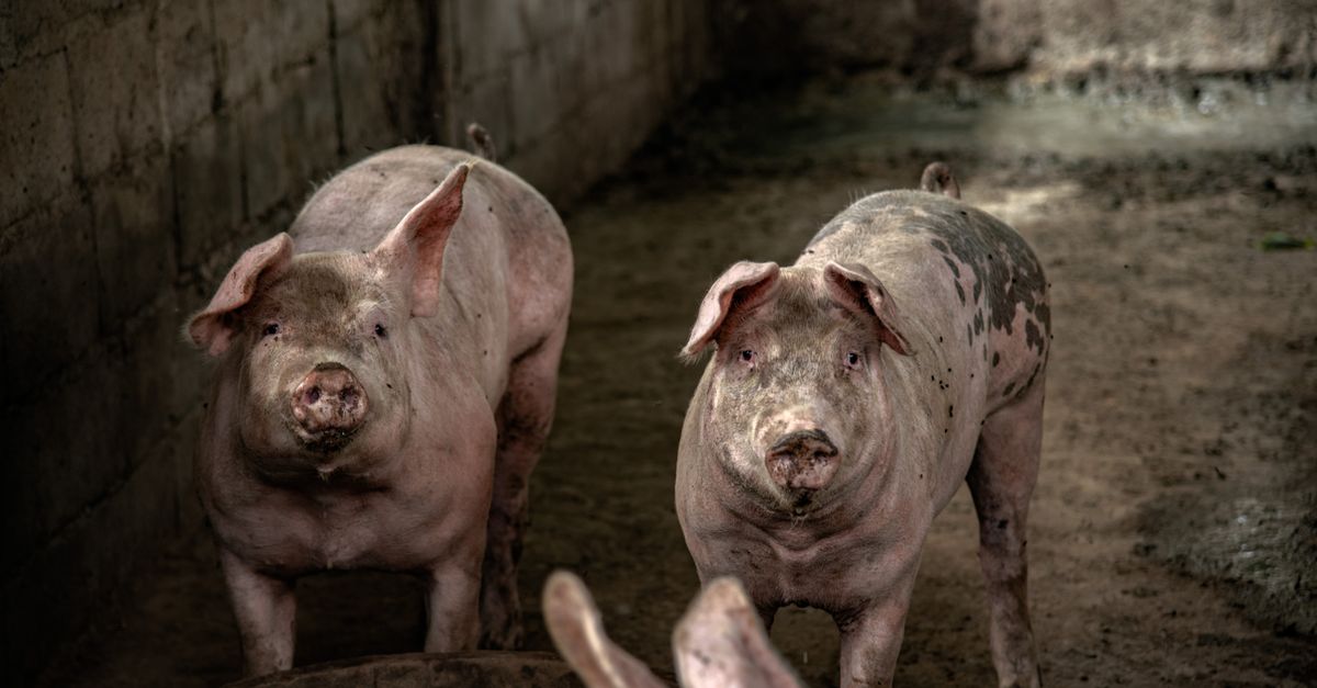 google translate to pig latin