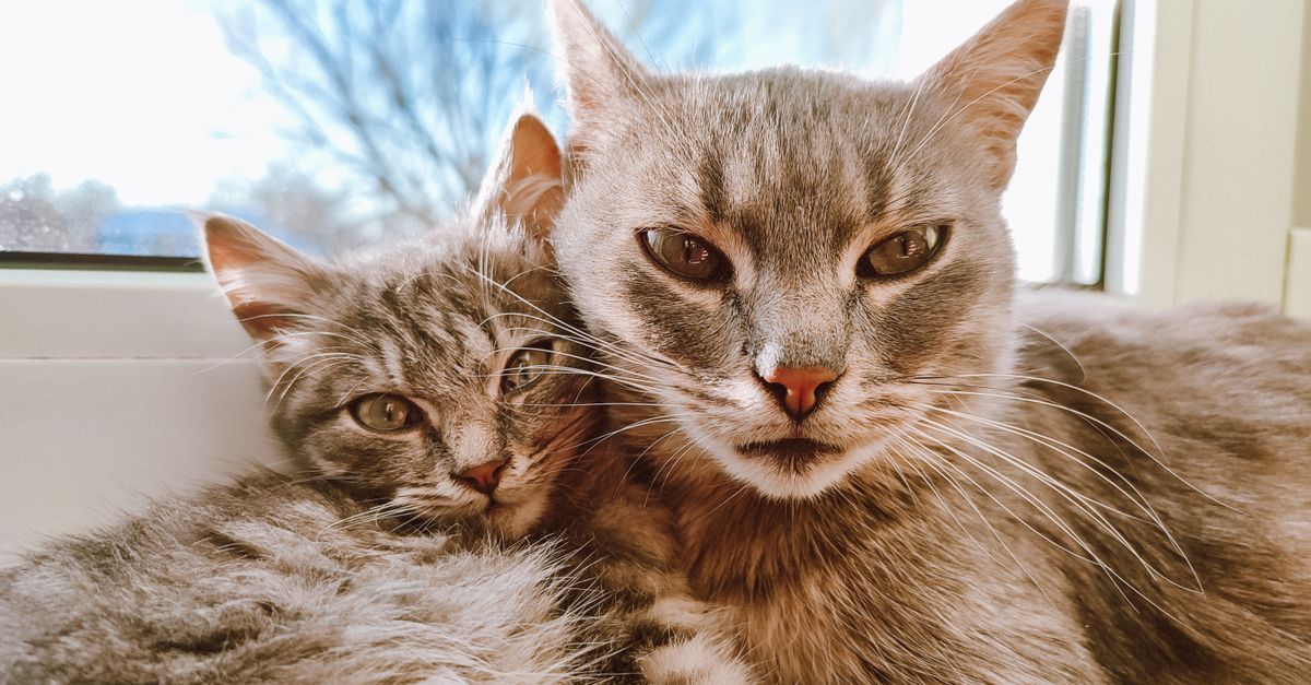 how to calculate a cat age