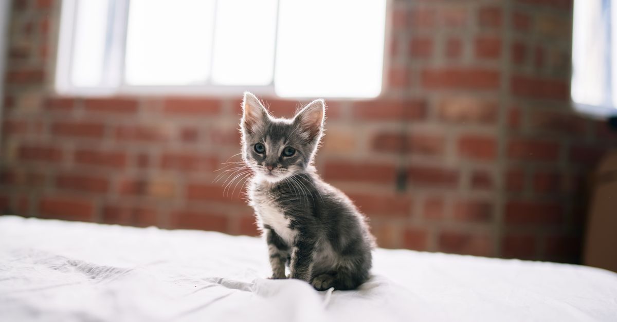 how to calculate cat age in. months