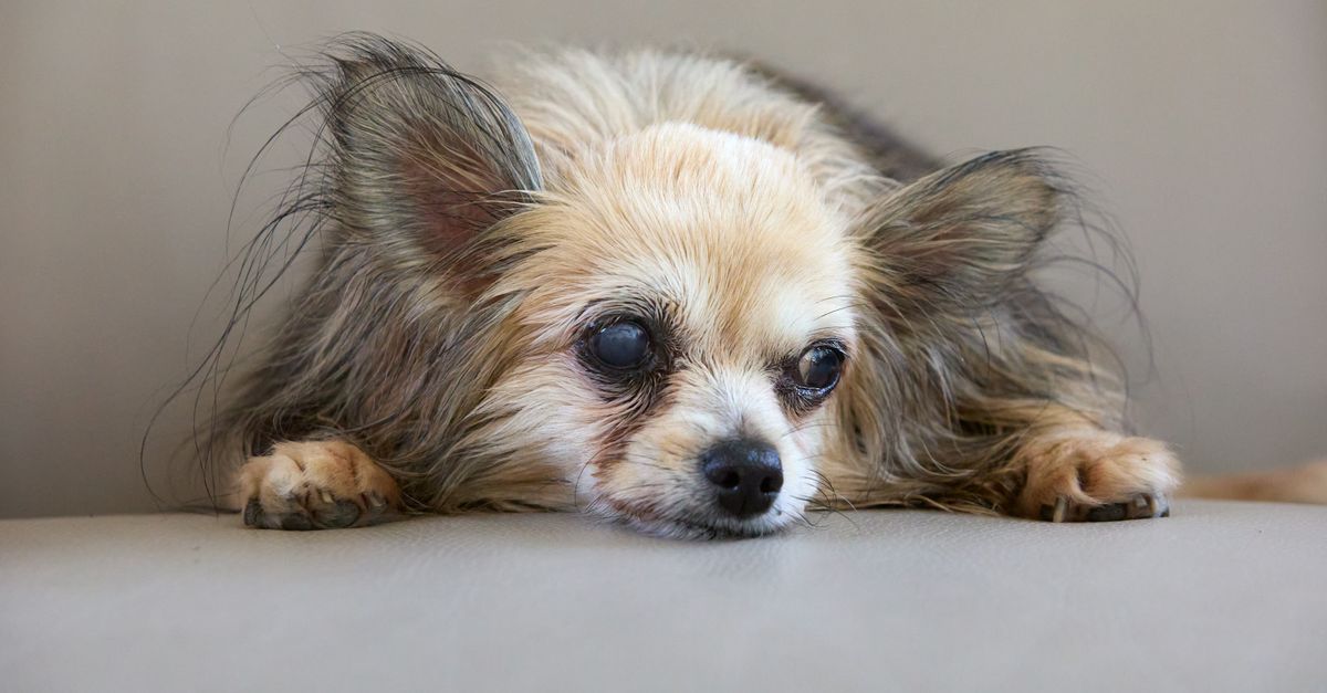 how to calculate dog age in months