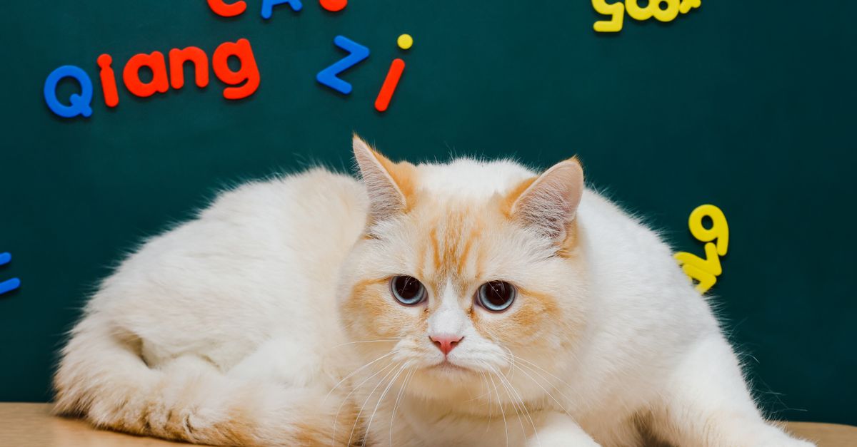 how to calculate cat age