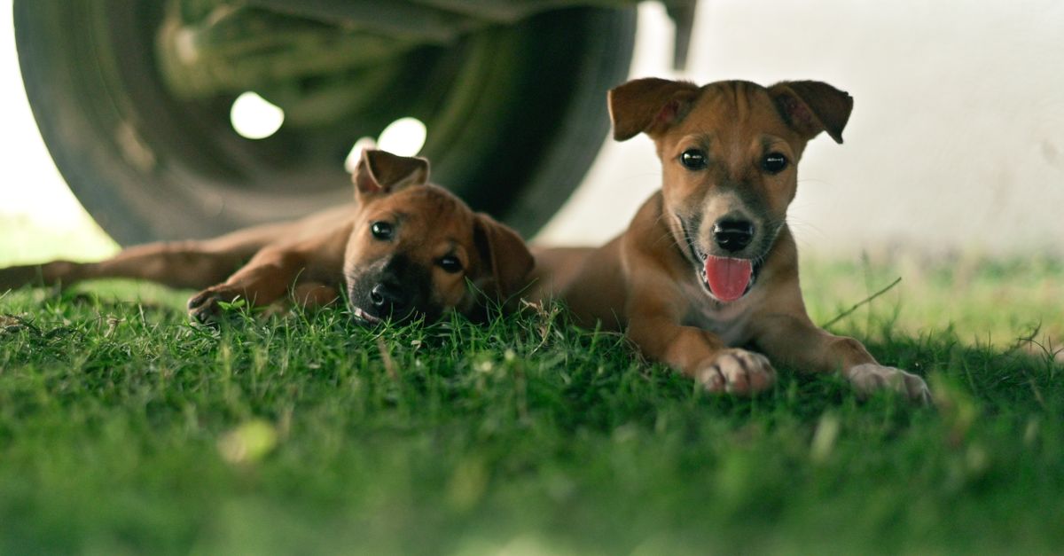how to calculate dog age in tamil