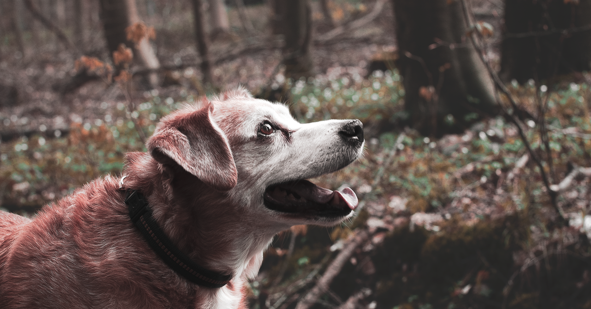 how to calculate dog age