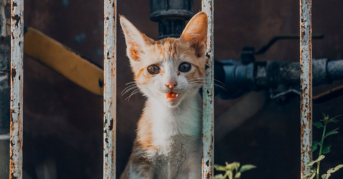 how to count cat age