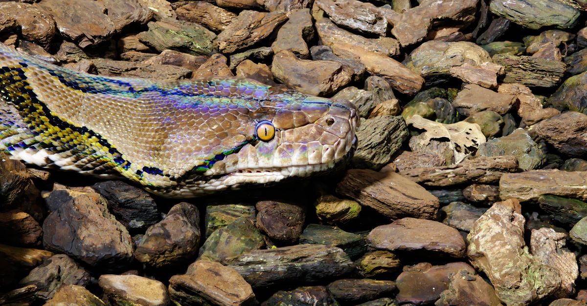 how to get fibonacci sequence in python